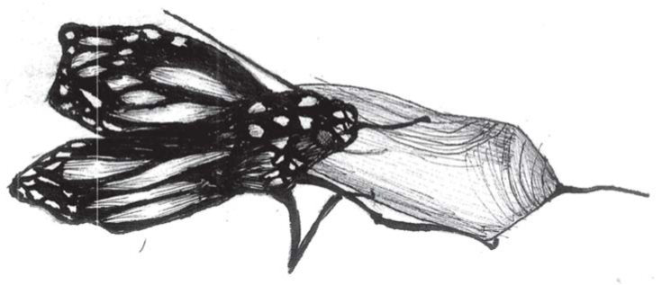 Killing the butterfly — design transformation